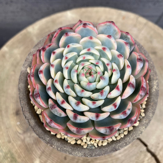 エケベリア　ホワイトミニマ錦　BERGS ヘレナ8.5