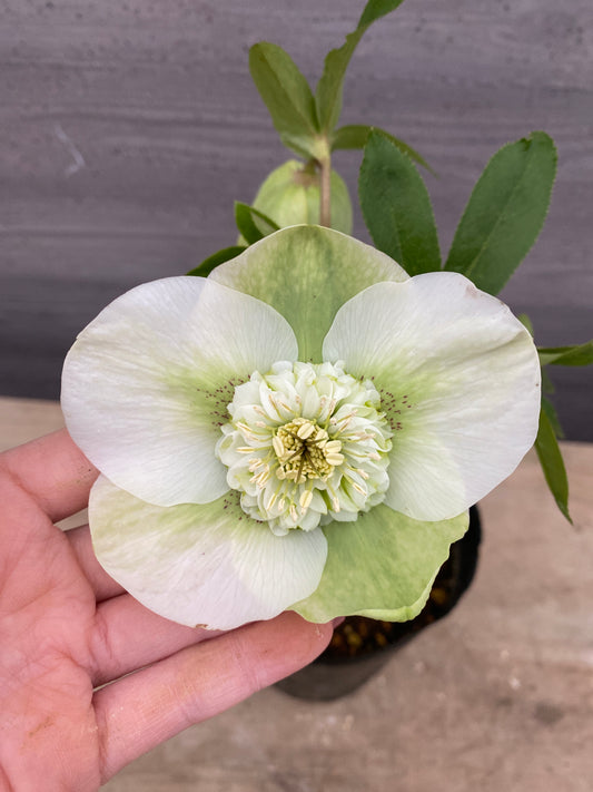 No.05147　横山園芸★クリスマスローズ　プリマドレス　5号苗ポット