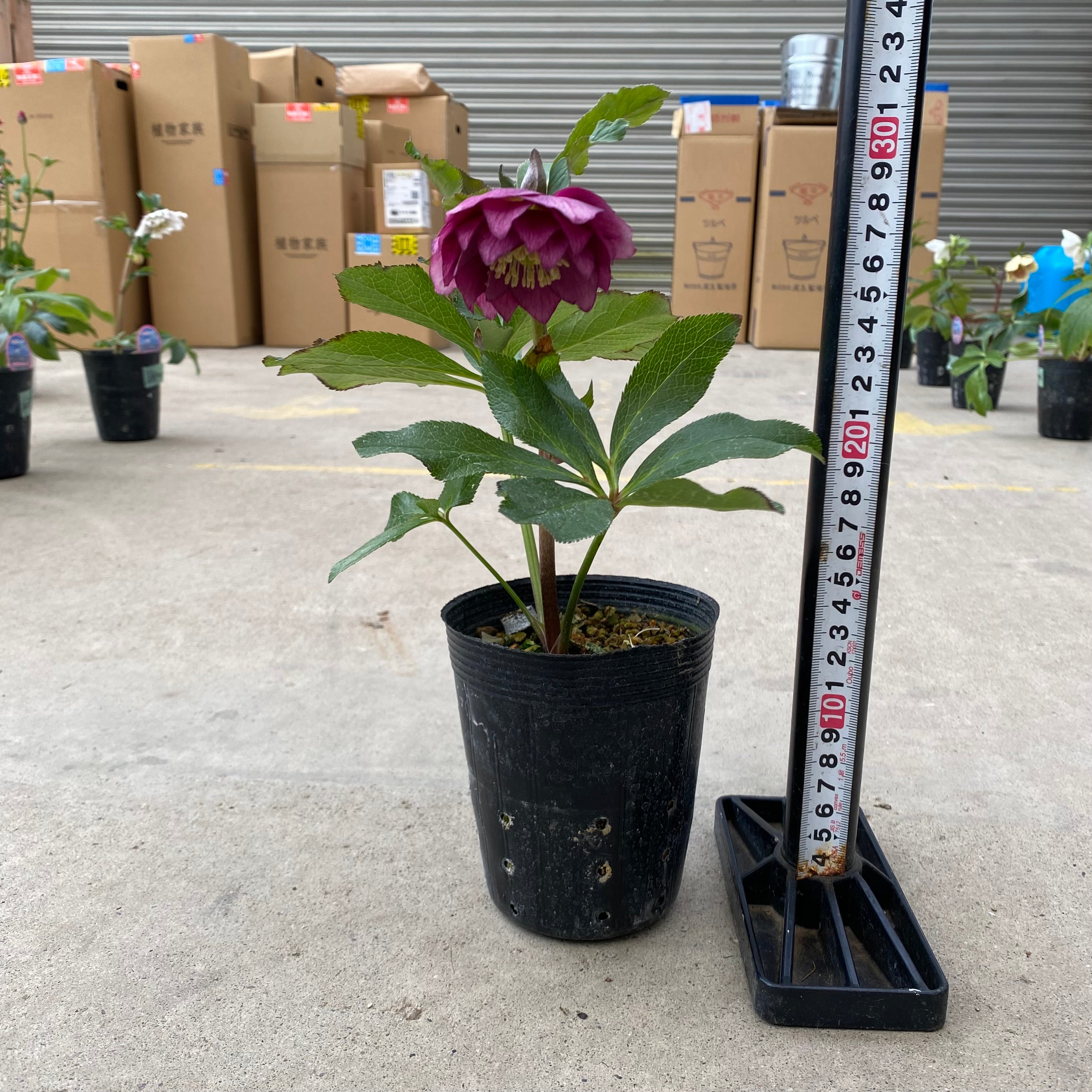 ㉖-119クリスマスローズ 20069 クリスマスローズ ダブル咲き 3.5号苗ポット – 植物家族