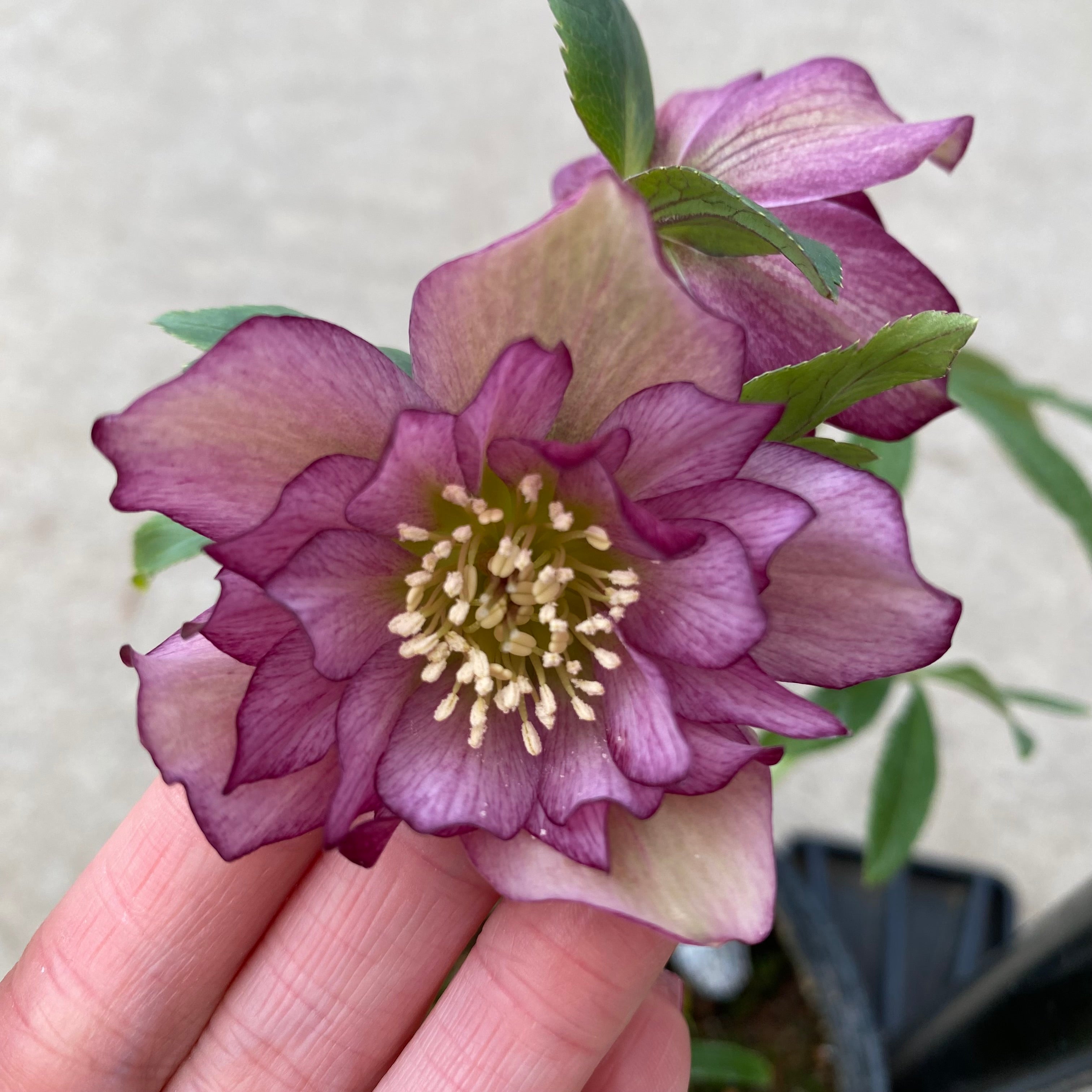 ㉖-20クリスマスローズ クリスマスローズ,童仙房ナーセリー＆ガーデンのクリスマスローズ