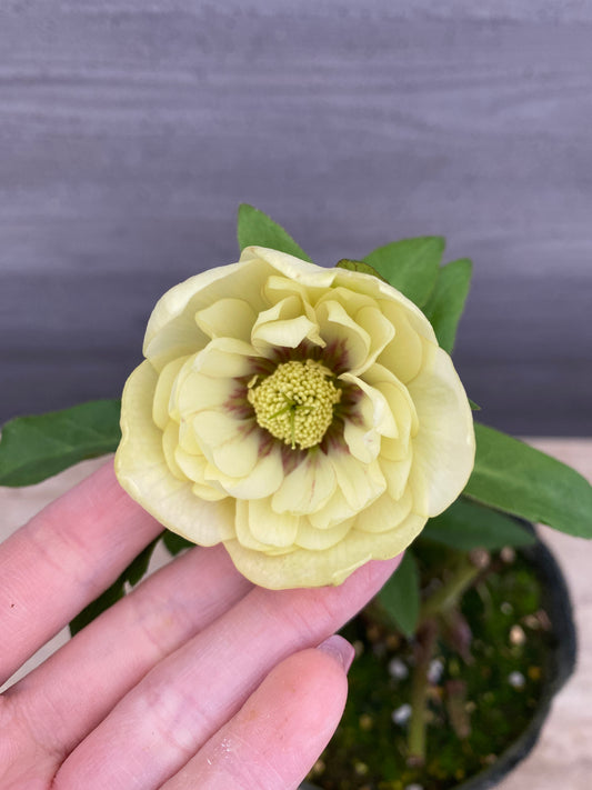 No.05117　横山園芸★クリスマスローズ　プリマドレス　5号苗ポット