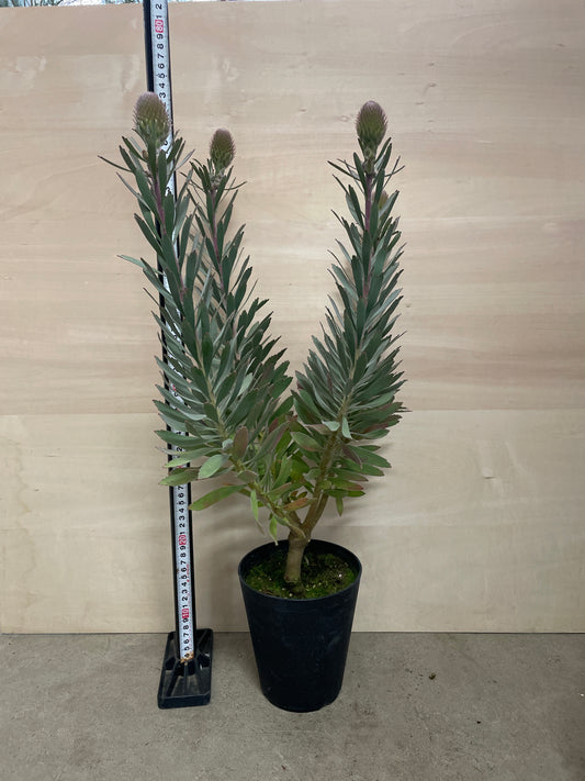 No.25012　リューコスペルマム　ソーエクスクイジット　5号鉢