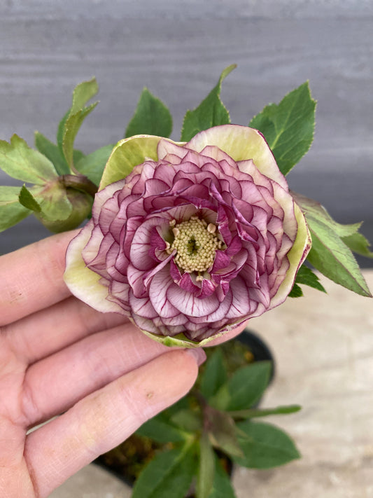 No.05138　横山園芸★クリスマスローズ　プリマドレス　5号苗ポット