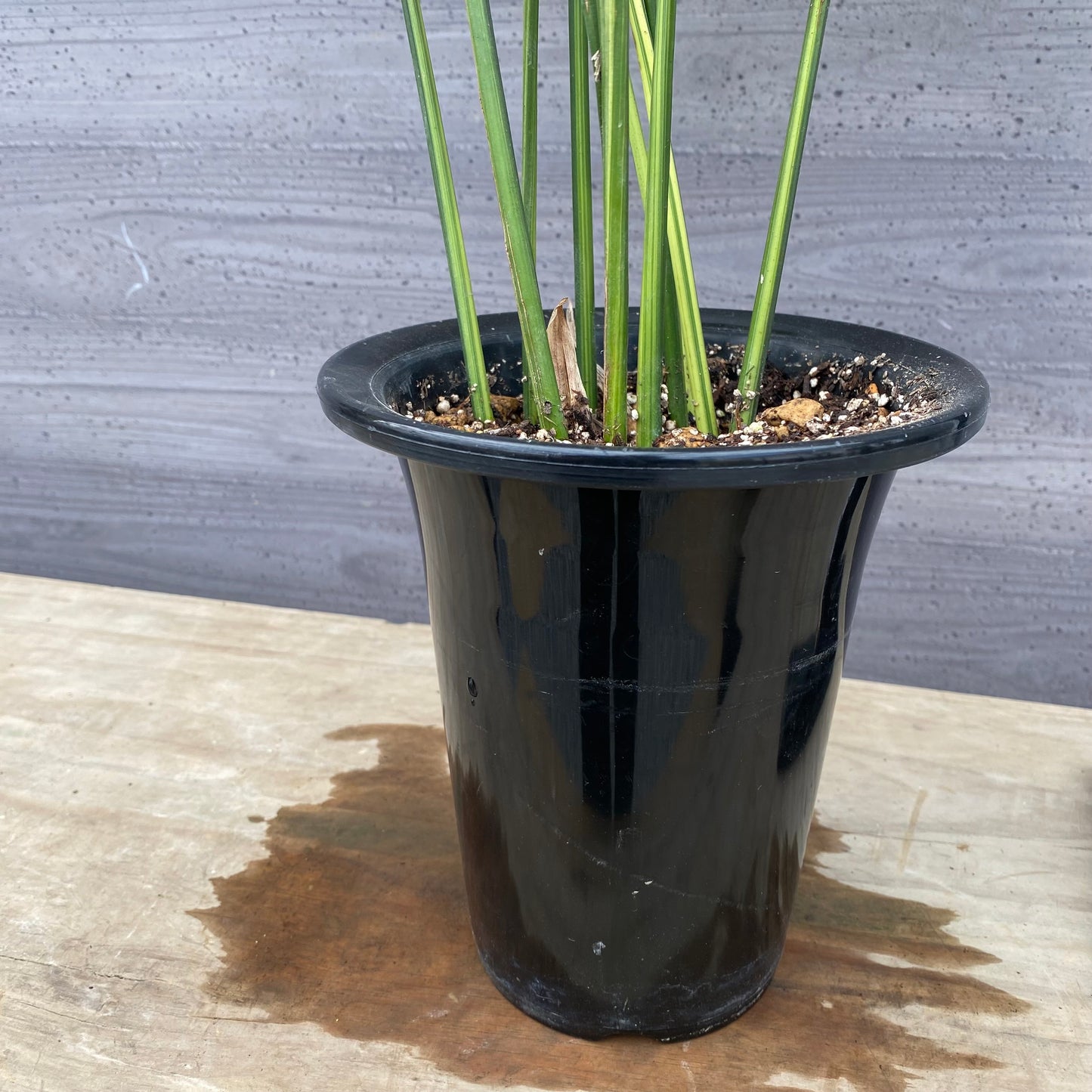 No.1310　縞葉蘭（シマハラン）5.5号鉢