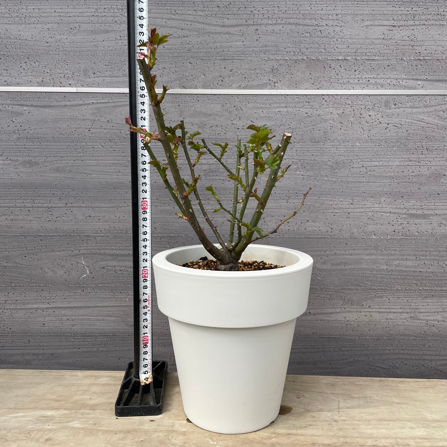 薔薇　ル・ソワール　7号おすすめ白ポット