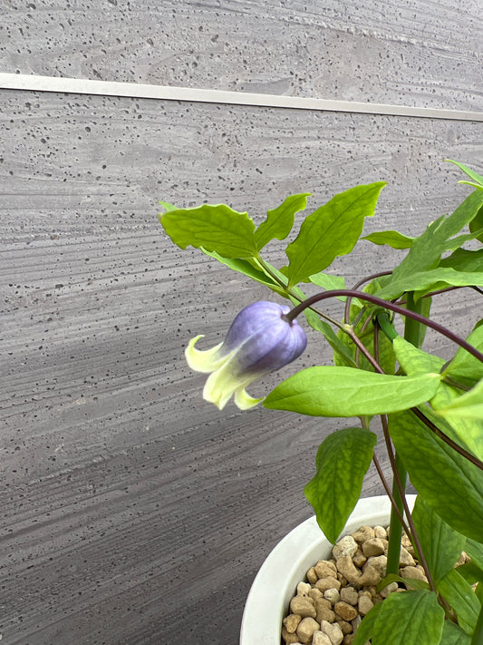 社長植栽★クレマチス　雫　7号おすすめ白ポット