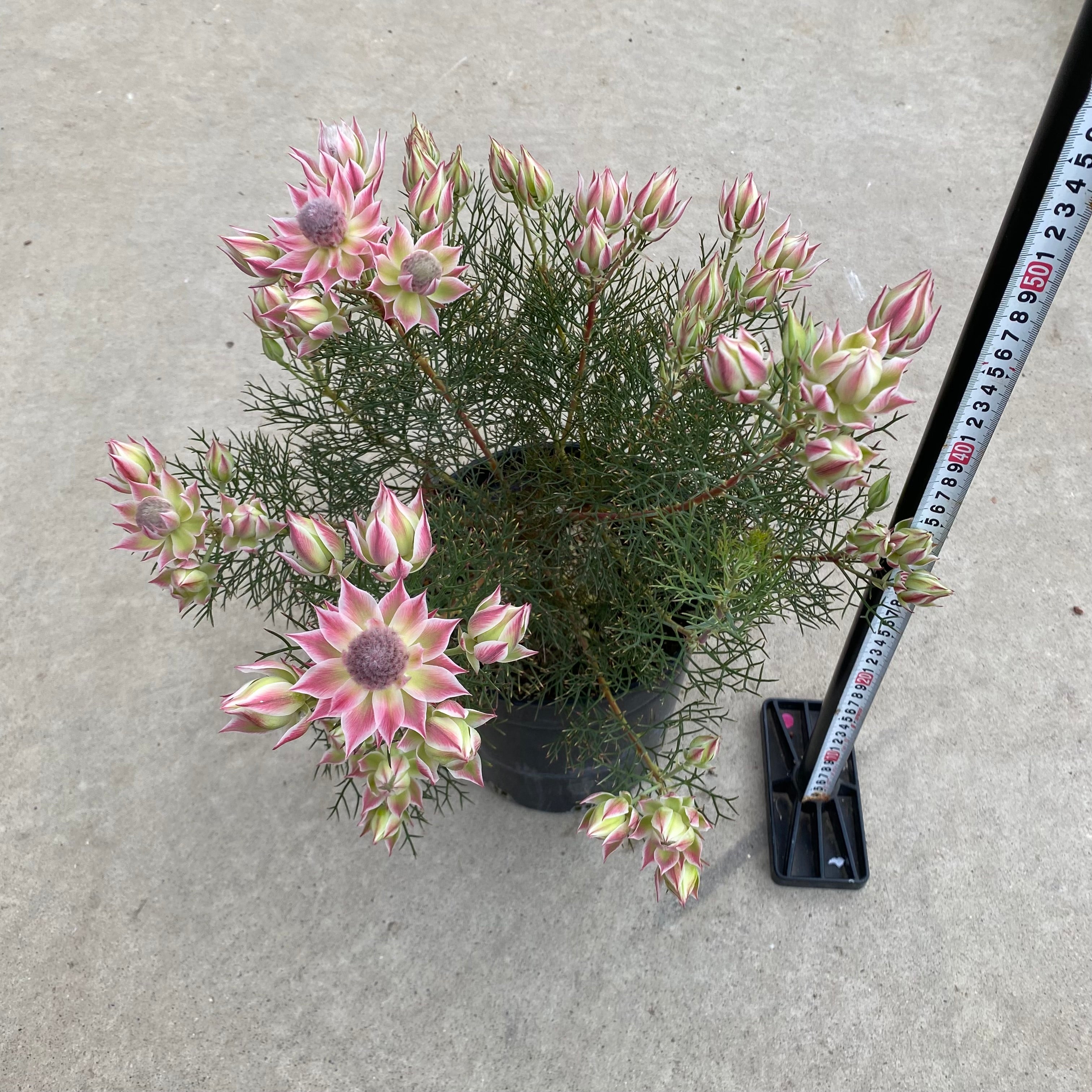 20033 セルリア プリティピンク 7号鉢 – 植物家族