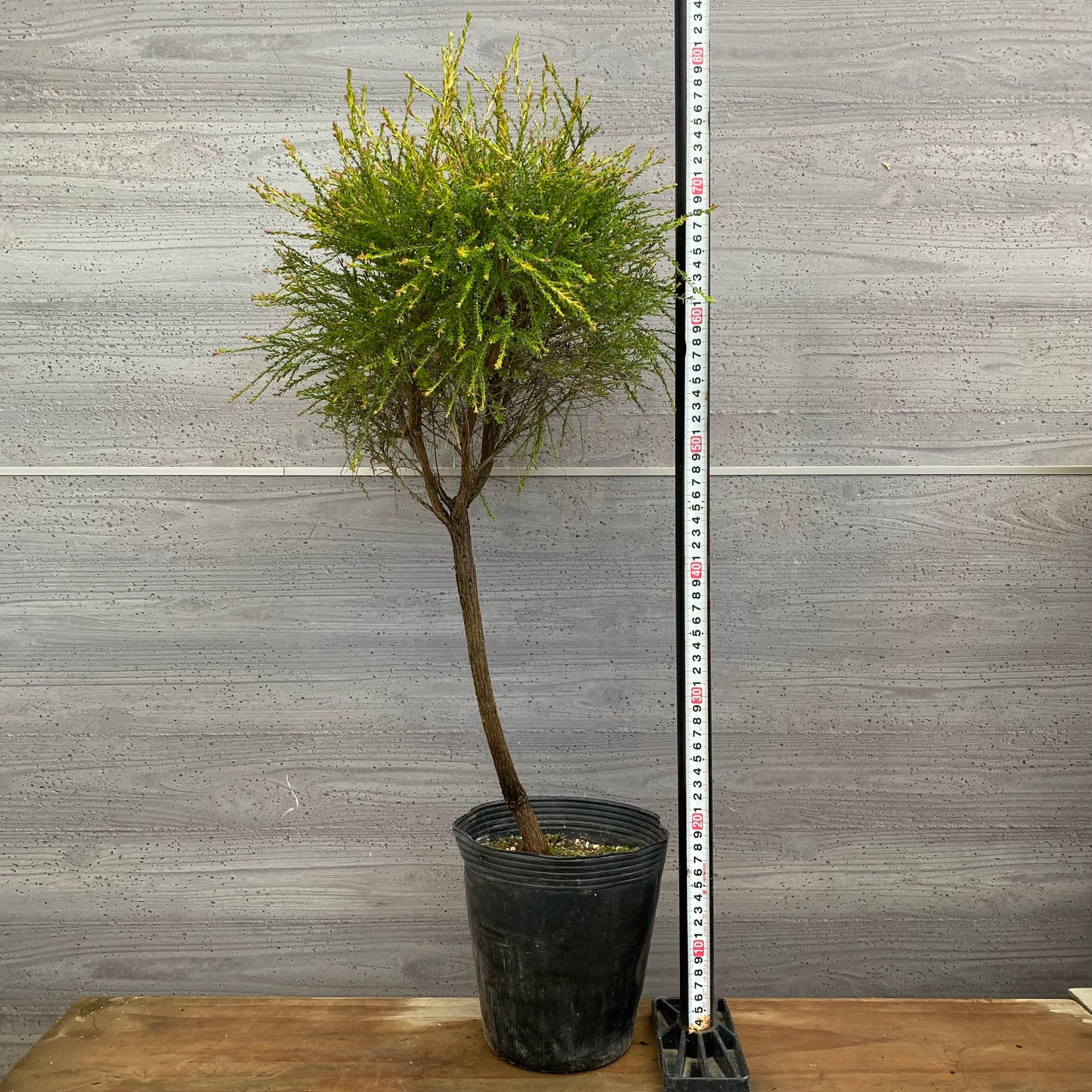 市場仕入れ即売会　No.25075　メラレウカ　モスキートブロッカー　6号苗ポット