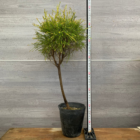 市場仕入れ即売会　No.25075　メラレウカ　モスキートブロッカー　6号苗ポット