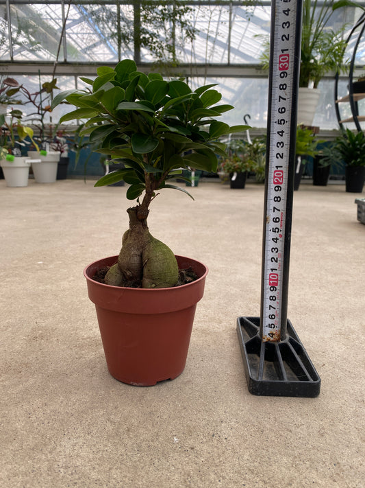 No.28005　ガジュマル　4号鉢