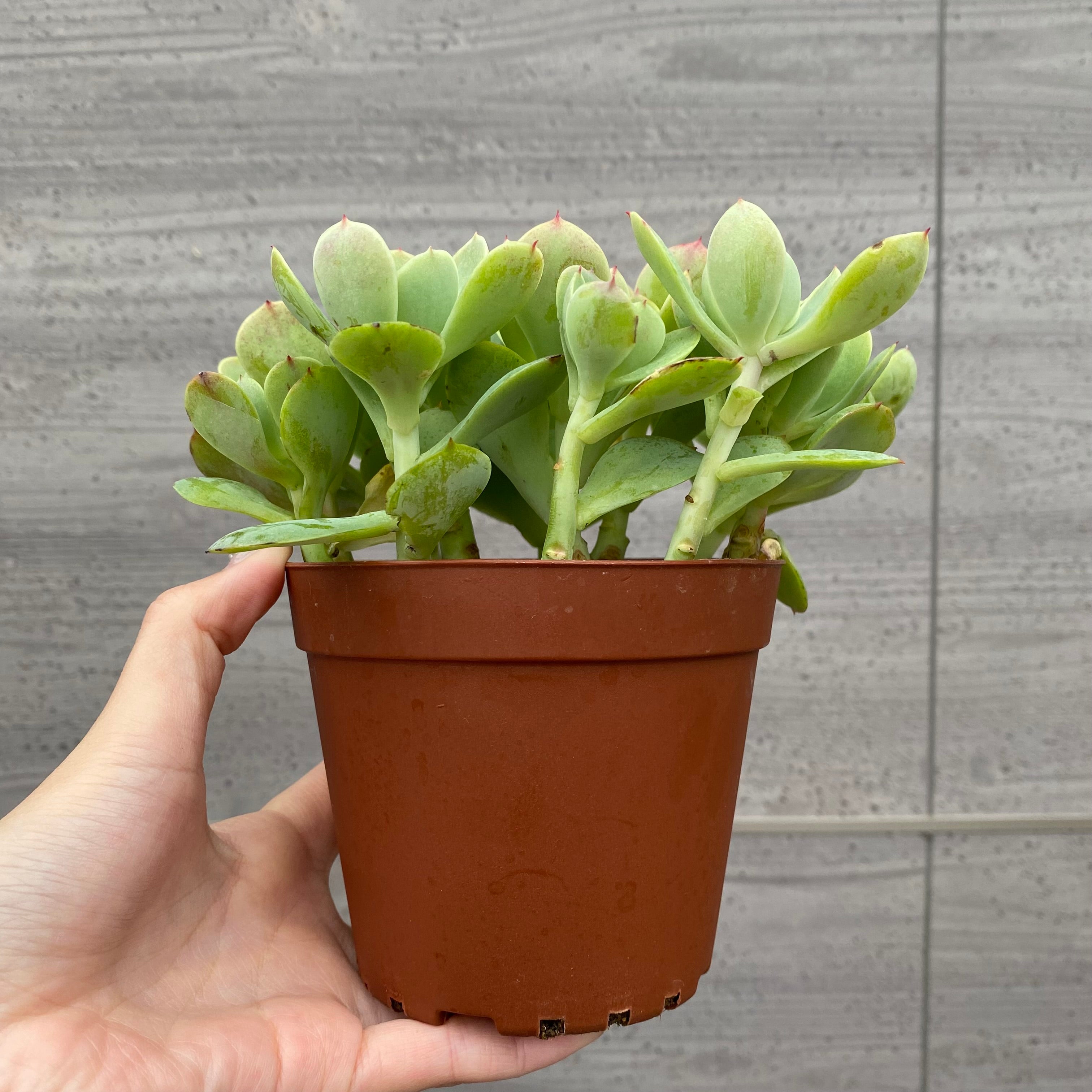 No.03027 エケベリア ピーチプリデ 4号鉢 – 植物家族