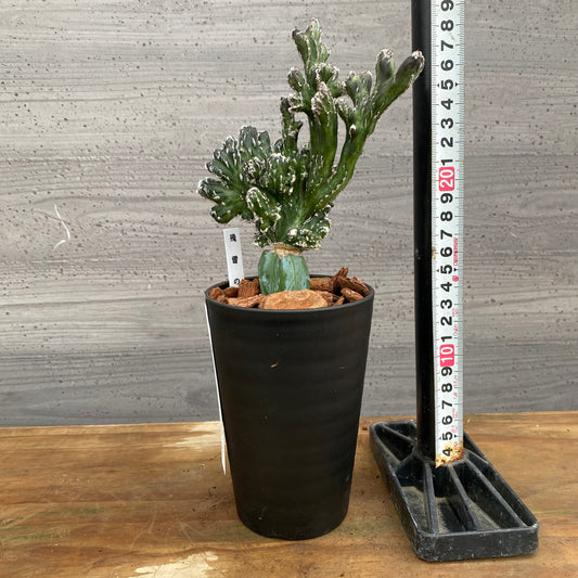 市場仕入れ即売会　No.25062　サボテン接ぎ木H　3号鉢