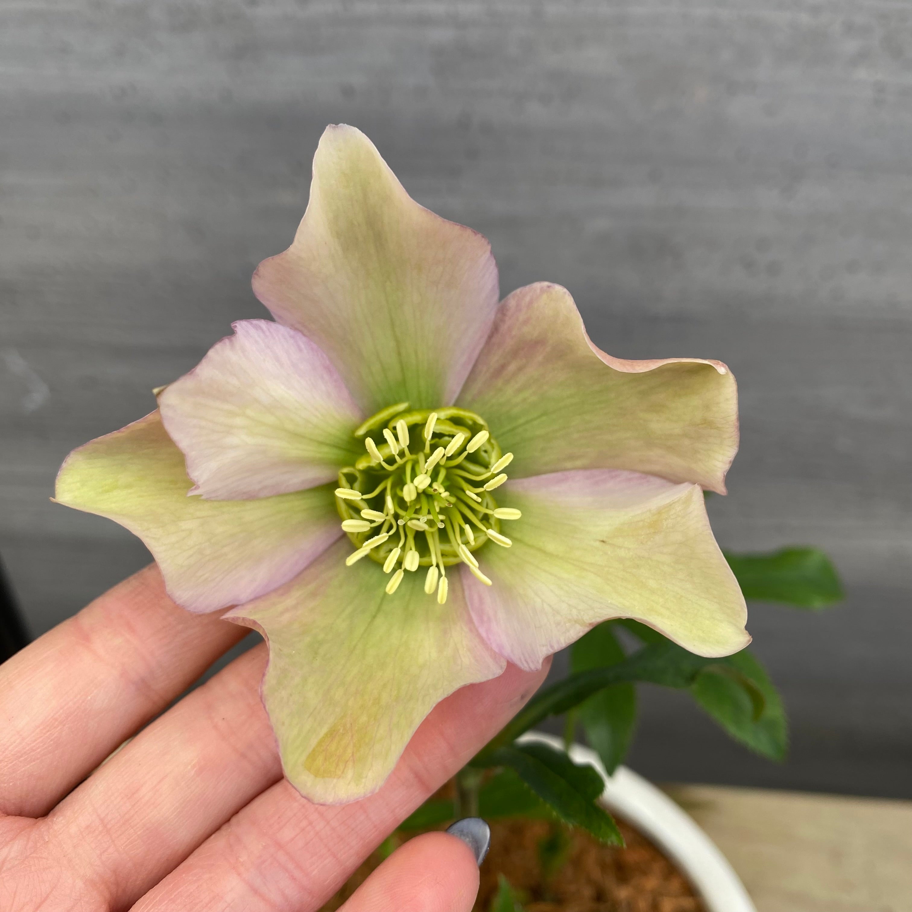 No.12039 クリスマスローズ 花郷園さんオリジナル5号陶器鉢 – 植物家族