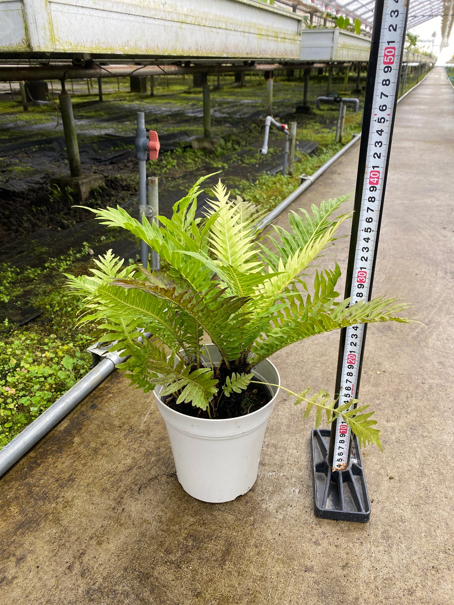 農場創業祭 No.26154　ブレクナム　シルバーレディ　5号鉢