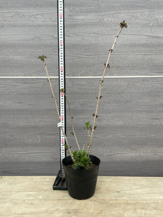 No.13001　サンブカス　ゴールデンタワー　5号苗ポット