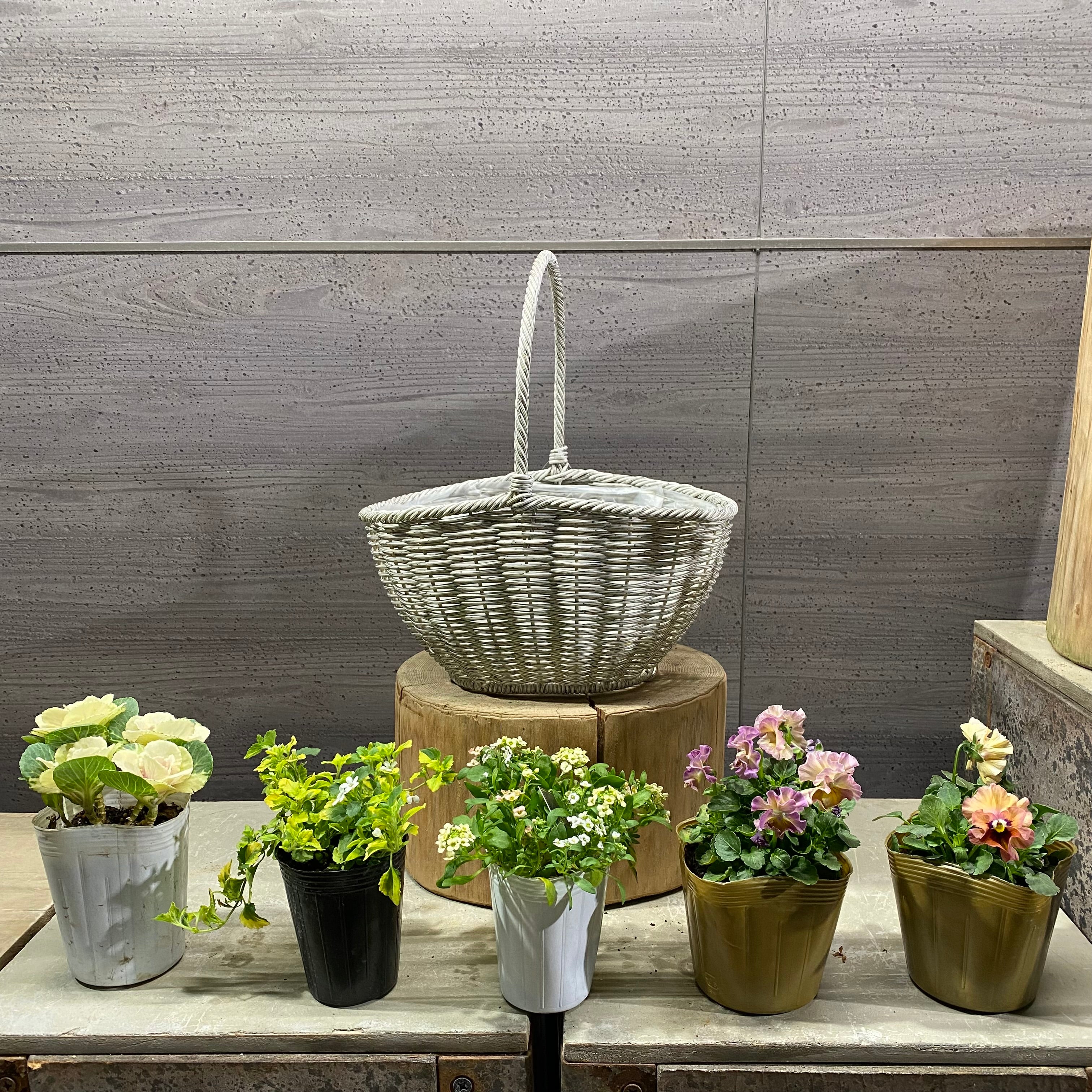 Pickup 全ての商品 – 植物家族