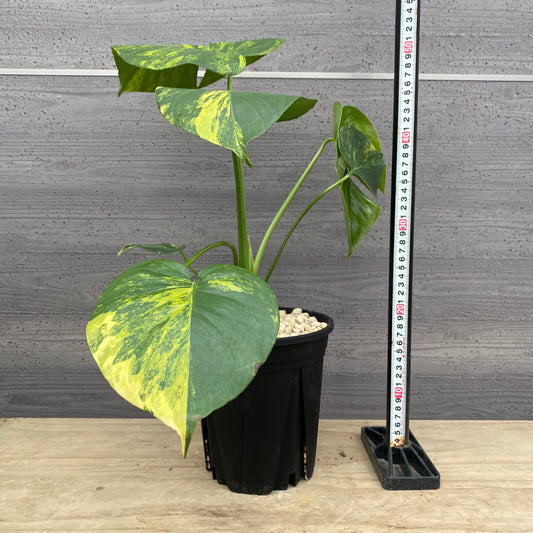 モンステラ イエローマリリン No.3 黒ポット