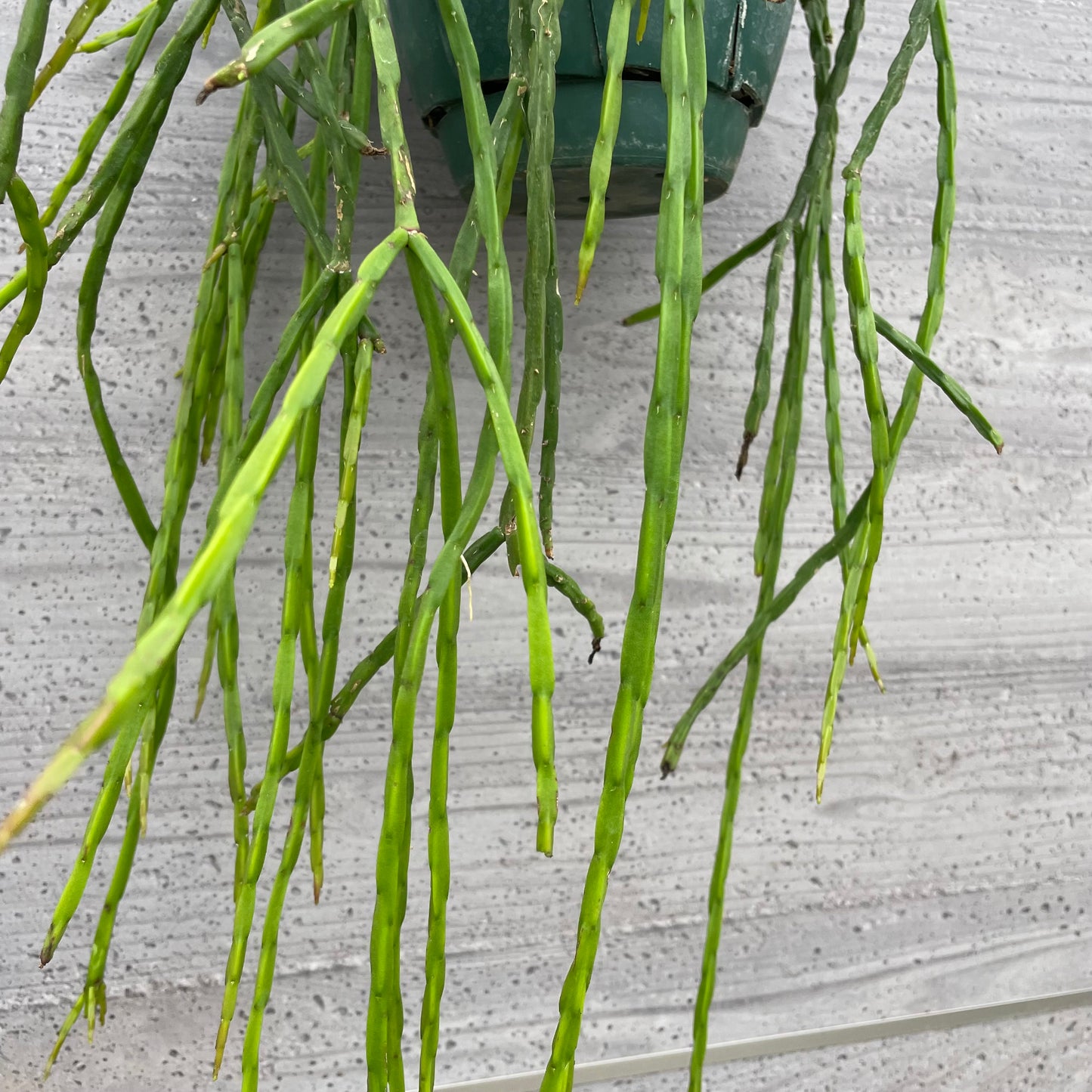 No.27003　社長おすすめ　サボテン　リプサリス　5号吊り鉢