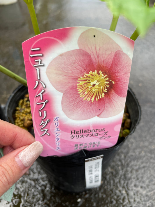 M26　クリスマスローズ　ピンク　4.5号苗ポット