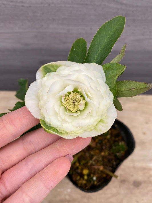 No.05100　横山園芸★クリスマスローズ　プリマドレス　5号苗ポット