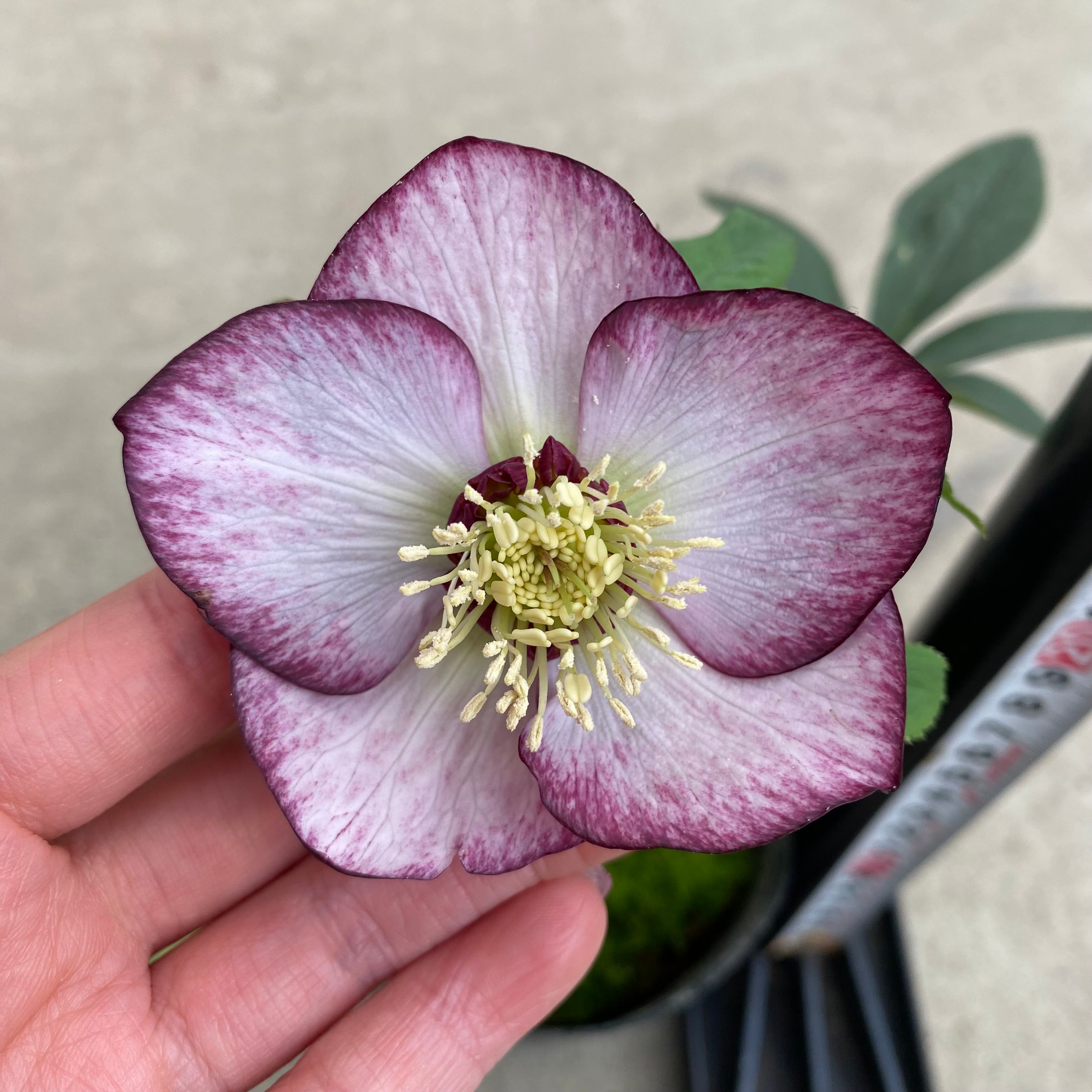 20052 クリスマスローズ シングル咲き 3.5号苗ポット – 植物家族