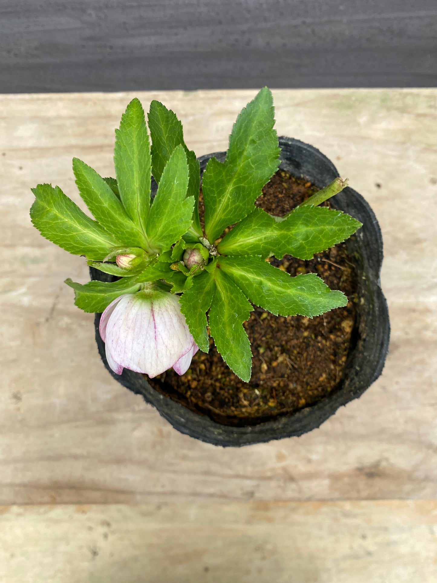 No.05080　横山園芸★クリスマスローズ　シングル咲き　5号苗ポット