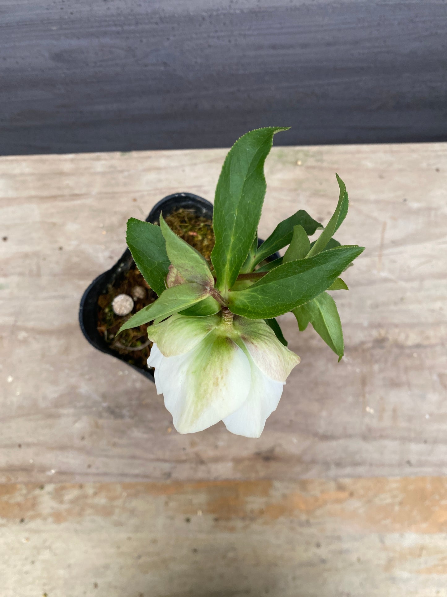 No.05133　横山園芸★クリスマスローズ　プリマドレス　5号苗ポット