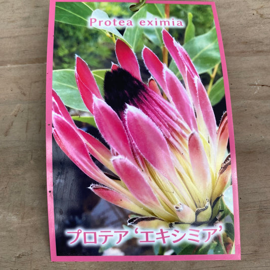 社長植栽★プロテア　エキシミア　植木鉢　ピンクM