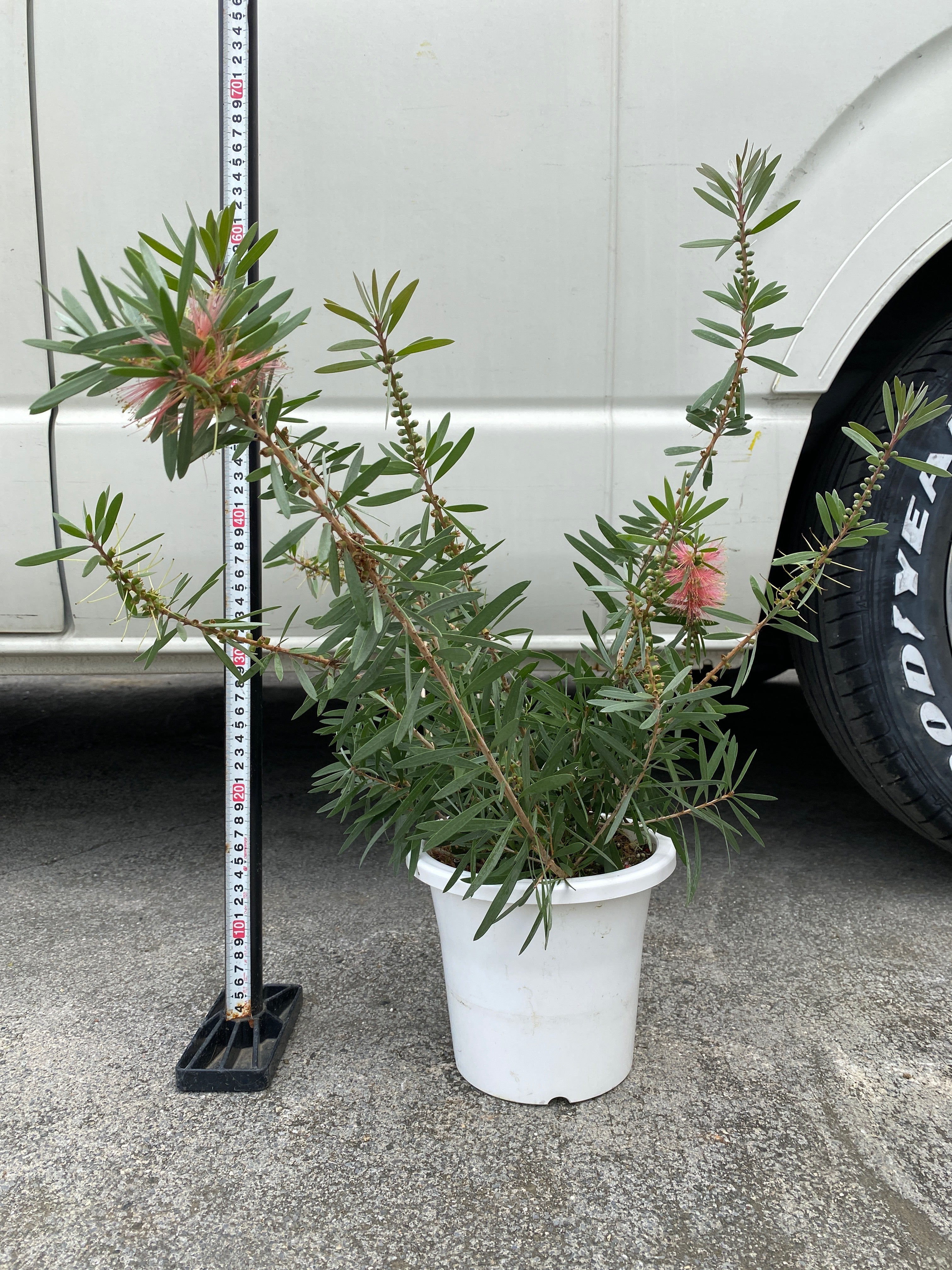 【goodtaniku】GT青嵐　活着鉢ごと発送 goodtaniku】GT青嵐 活着鉢ごと発送 - メルカリ