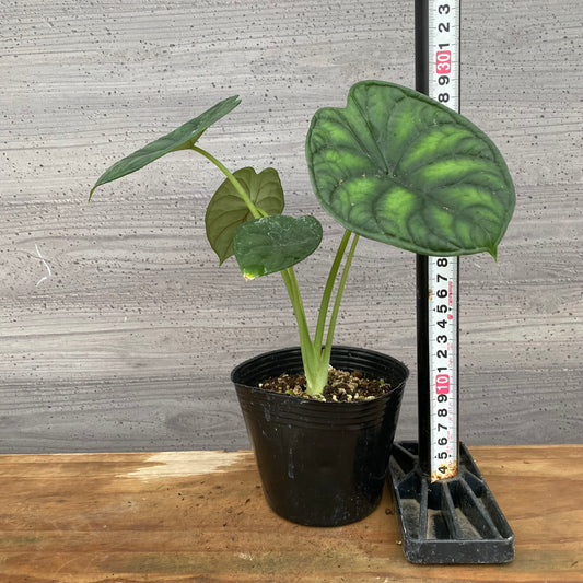 市場仕入れ即売会 No.25044 アロカシアC 4号苗ポット