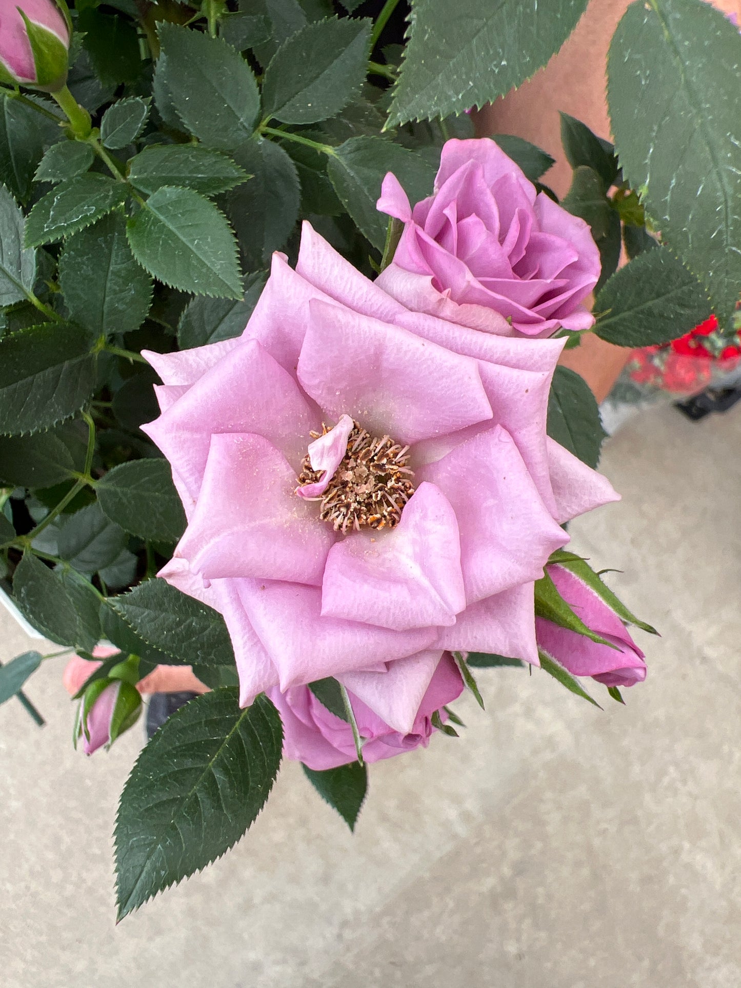 即売会SALE　No.28003　ミニバラ　スウィートエンジェル　5号鉢　バッグ付き