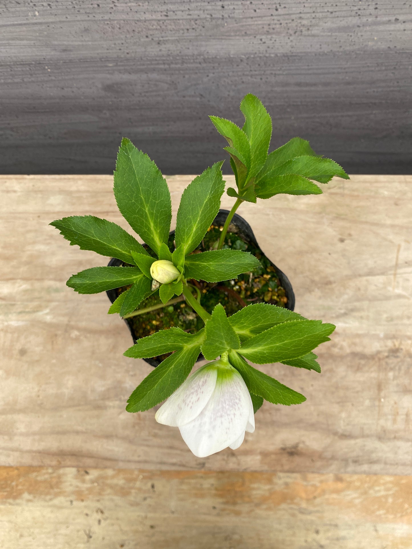 No.05087　横山園芸★クリスマスローズ　シングル咲き　5号苗ポット