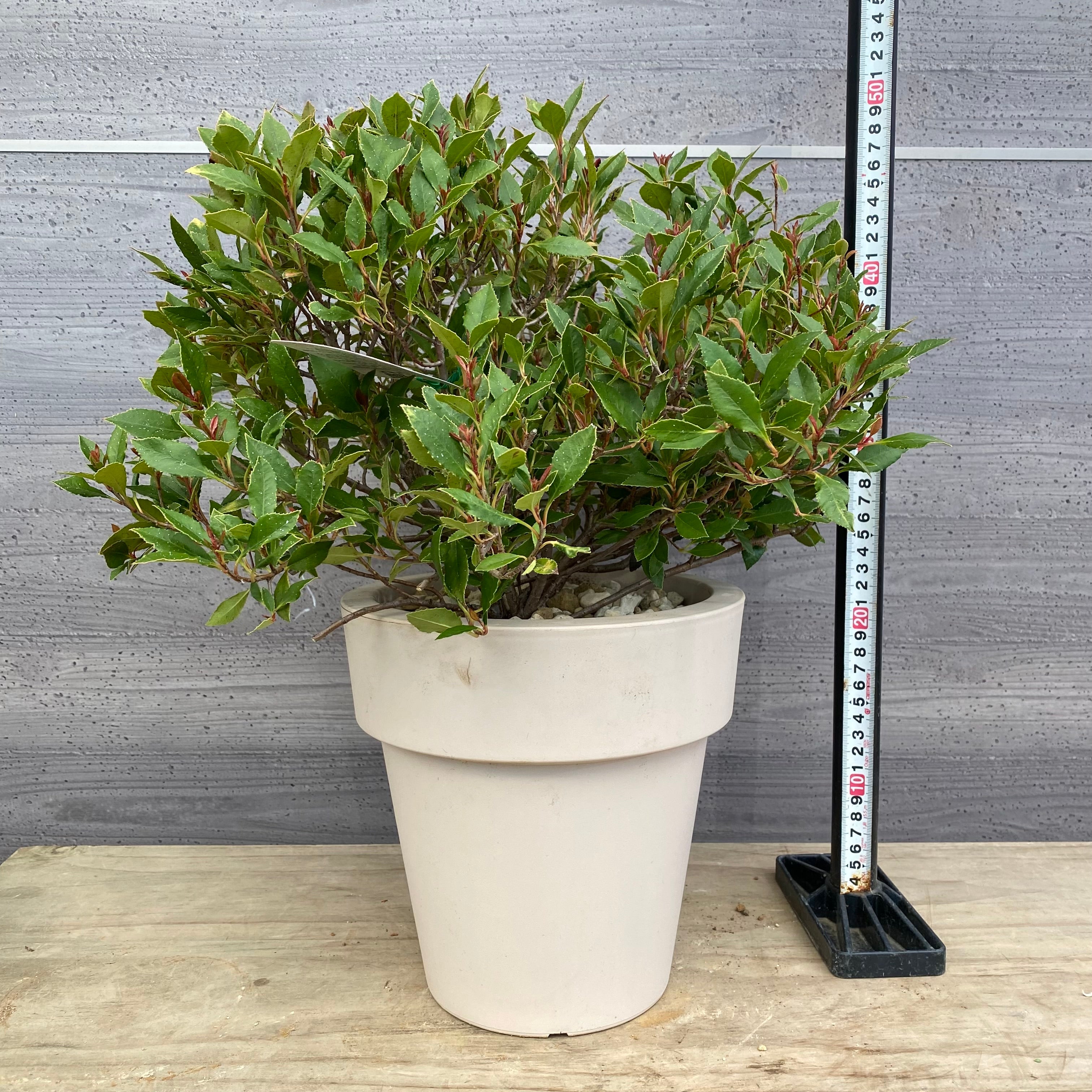 Pickup 全ての商品 – 植物家族