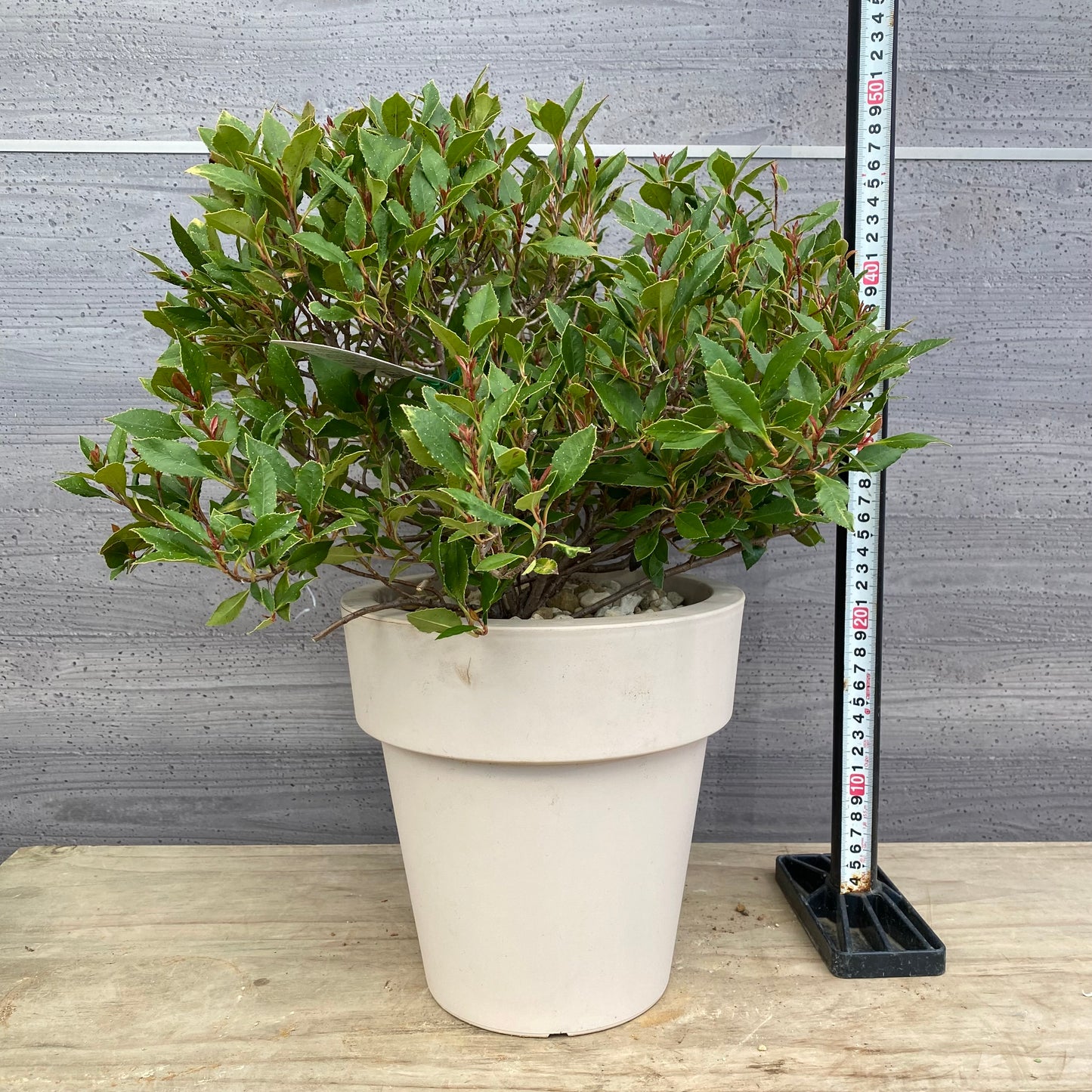 ベニカナメモチ　チコ　オリジナルポット