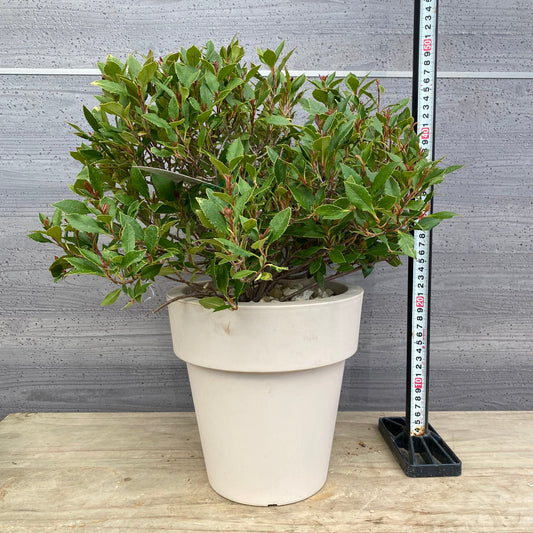 ベニカナメモチ　チコ　オリジナルポット