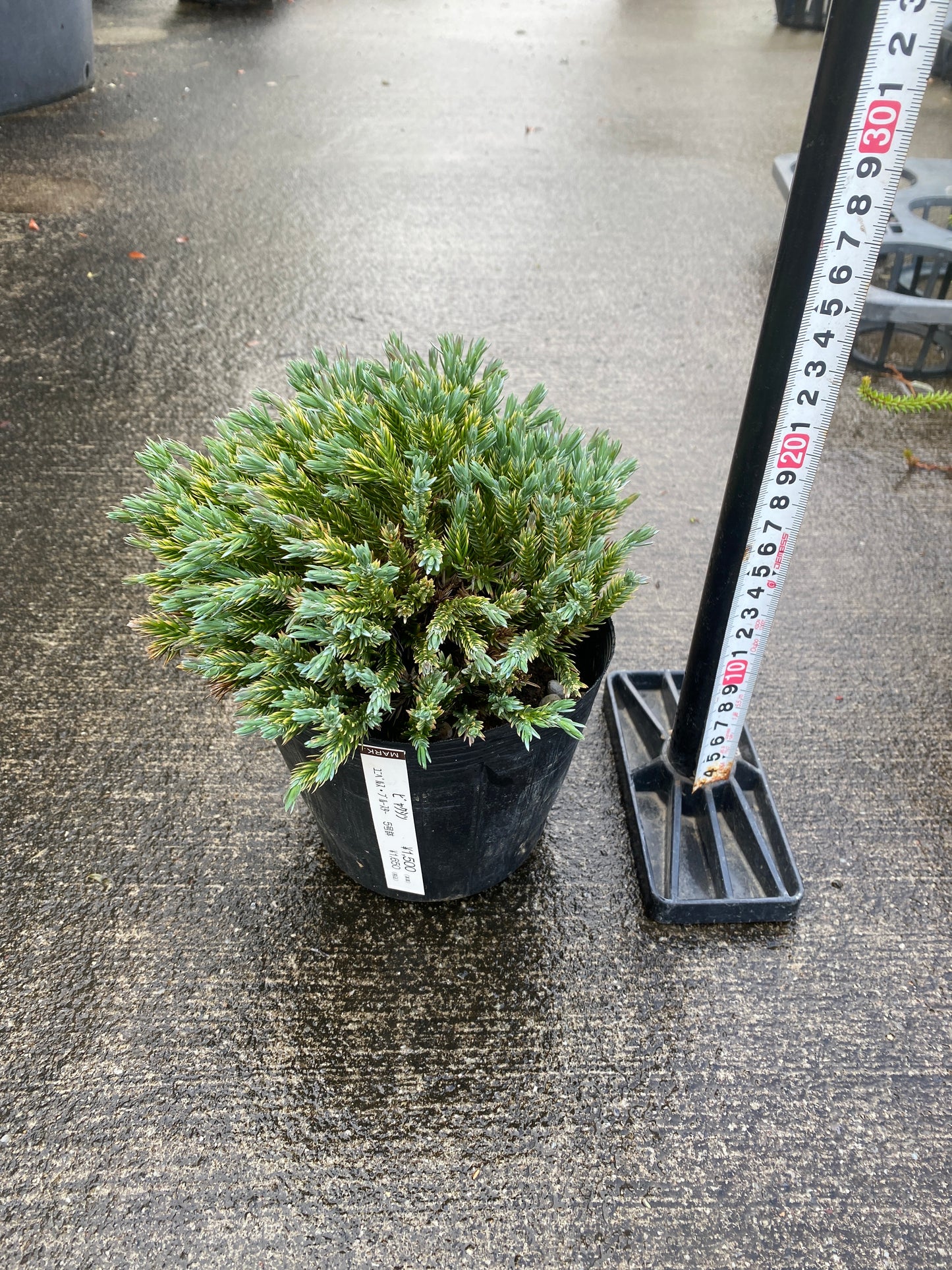 農場創業祭 No.26042　ビャクシン　5号苗ポット