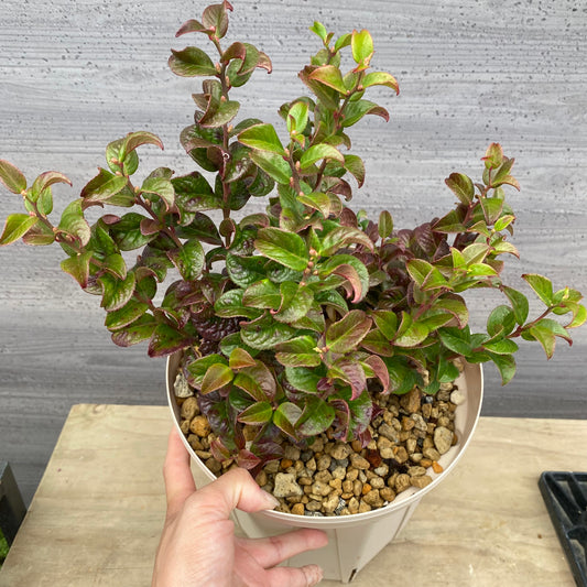 ルコテー カーリーレッド 7号スリット鉢/オリジナル色