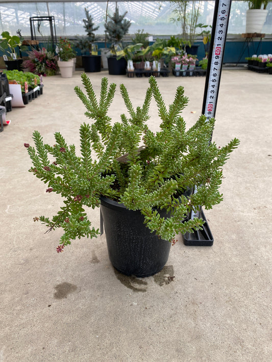 No.28042 グレビレア ラニゲラ 6号鉢