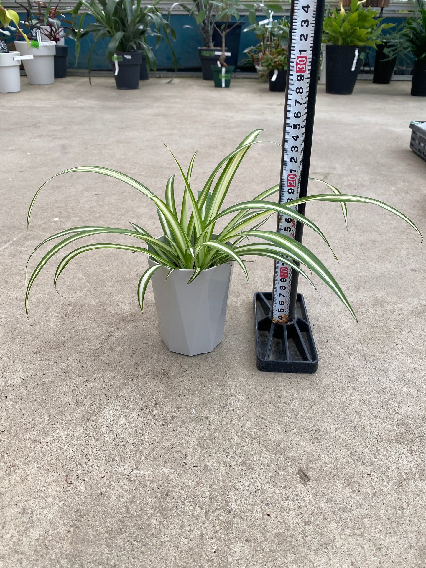 No.28009　オリヅルラン　3.5号鉢