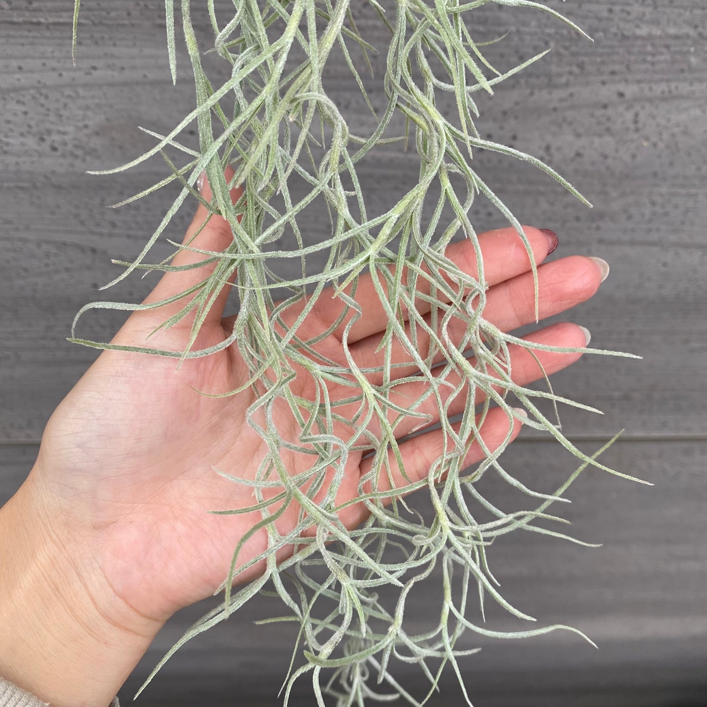 市場仕入れ即売会　No.25052　ティランジア　ウスネオイデス　太葉