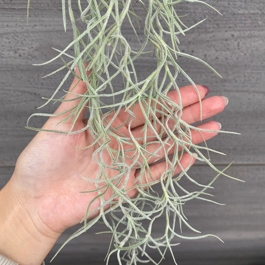 市場仕入れ即売会　No.25052　ティランジア　ウスネオイデス　太葉