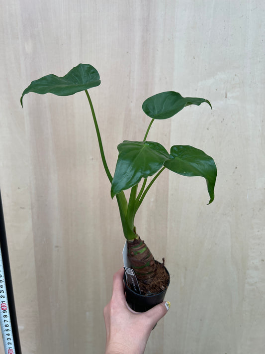 No.31026　ミニ観葉　7種セット　底面給水鉢