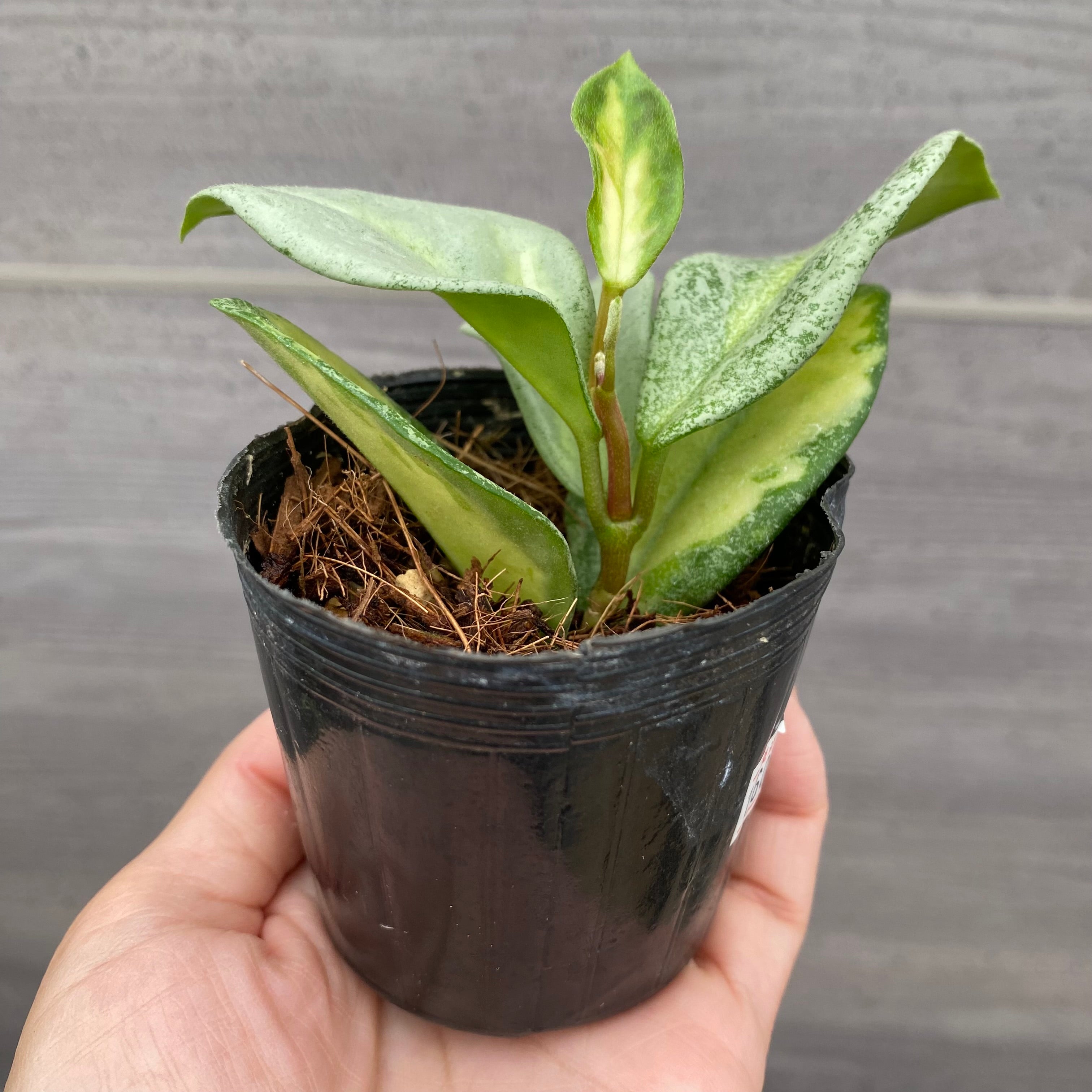 Pickup 全ての商品 – 植物家族