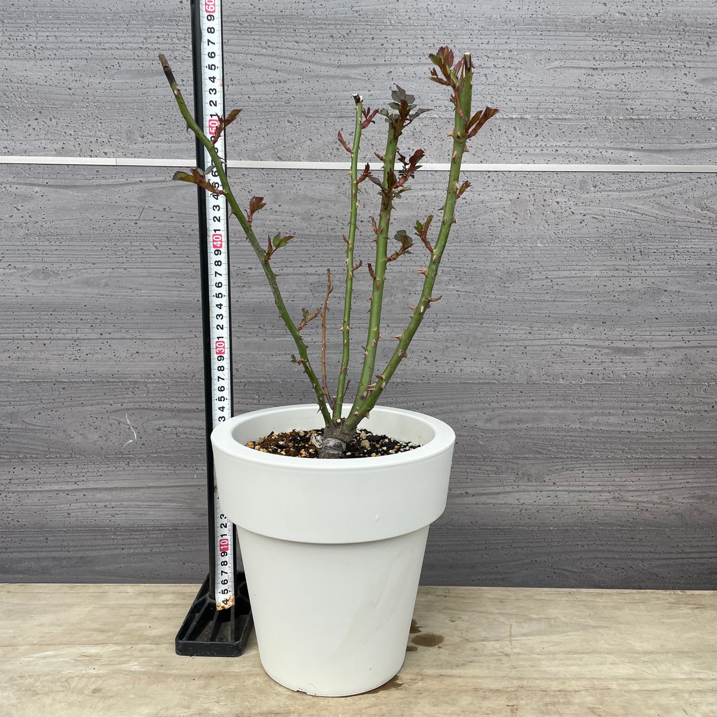 薔薇　シルクロード　7号おすすめ白ポット　PROGRESSIO