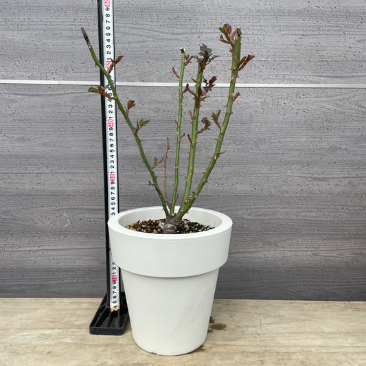 薔薇　シルクロード　7号おすすめ白ポット　PROGRESSIO