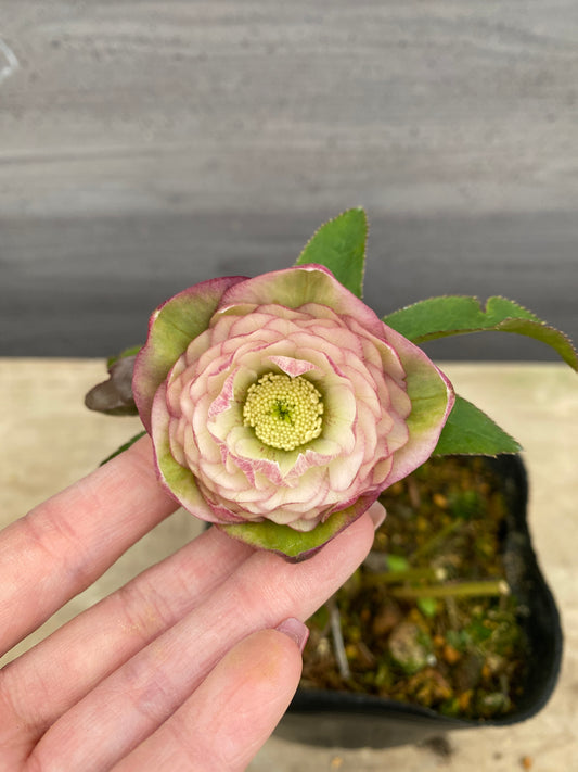 No.05091 横山園芸★クリスマスローズ プリマドレス 5号苗ポット