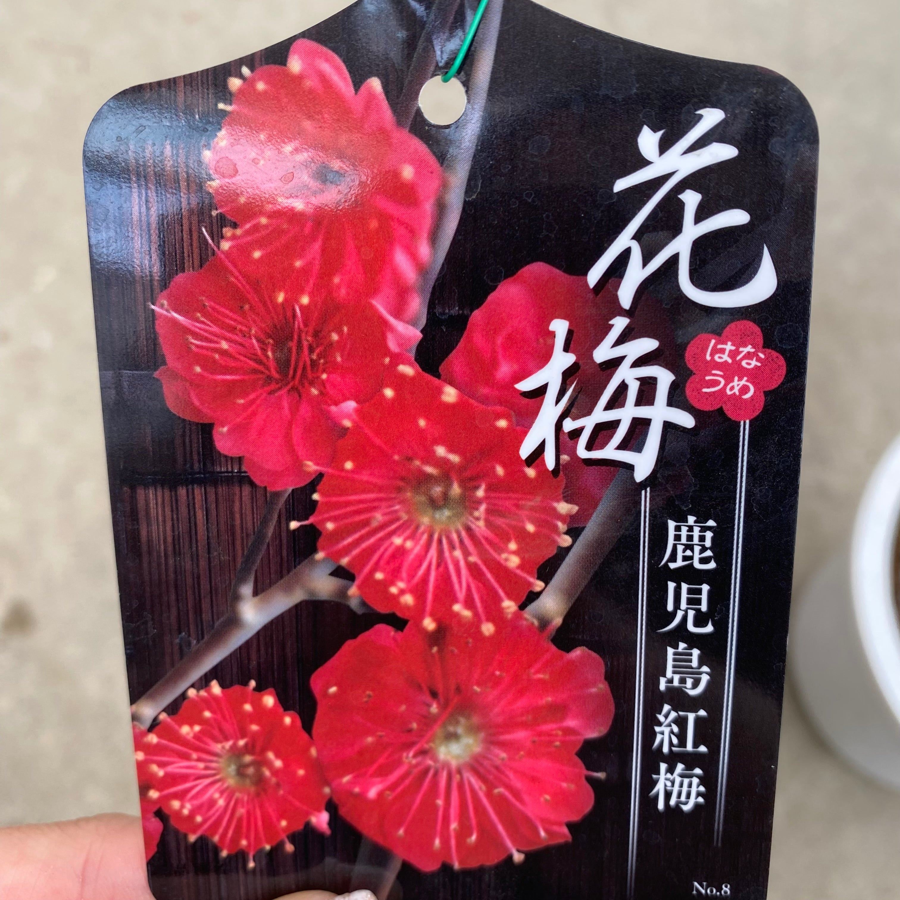 20021 花梅 鹿児島紅梅 6号鉢 – 植物家族