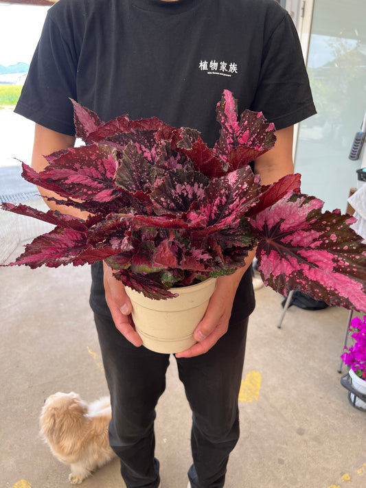 即売会SALE　No.28013　レックスベゴニア　エンバー　5号底面給水鉢