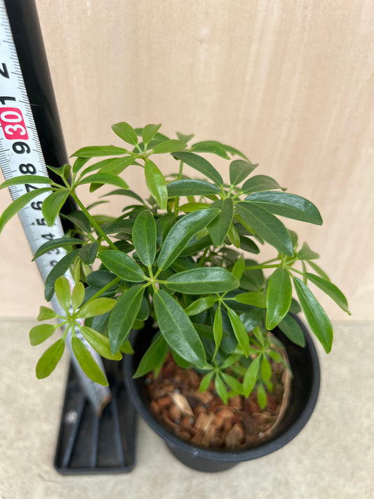 No.31025　シェフレラ　4号鉢