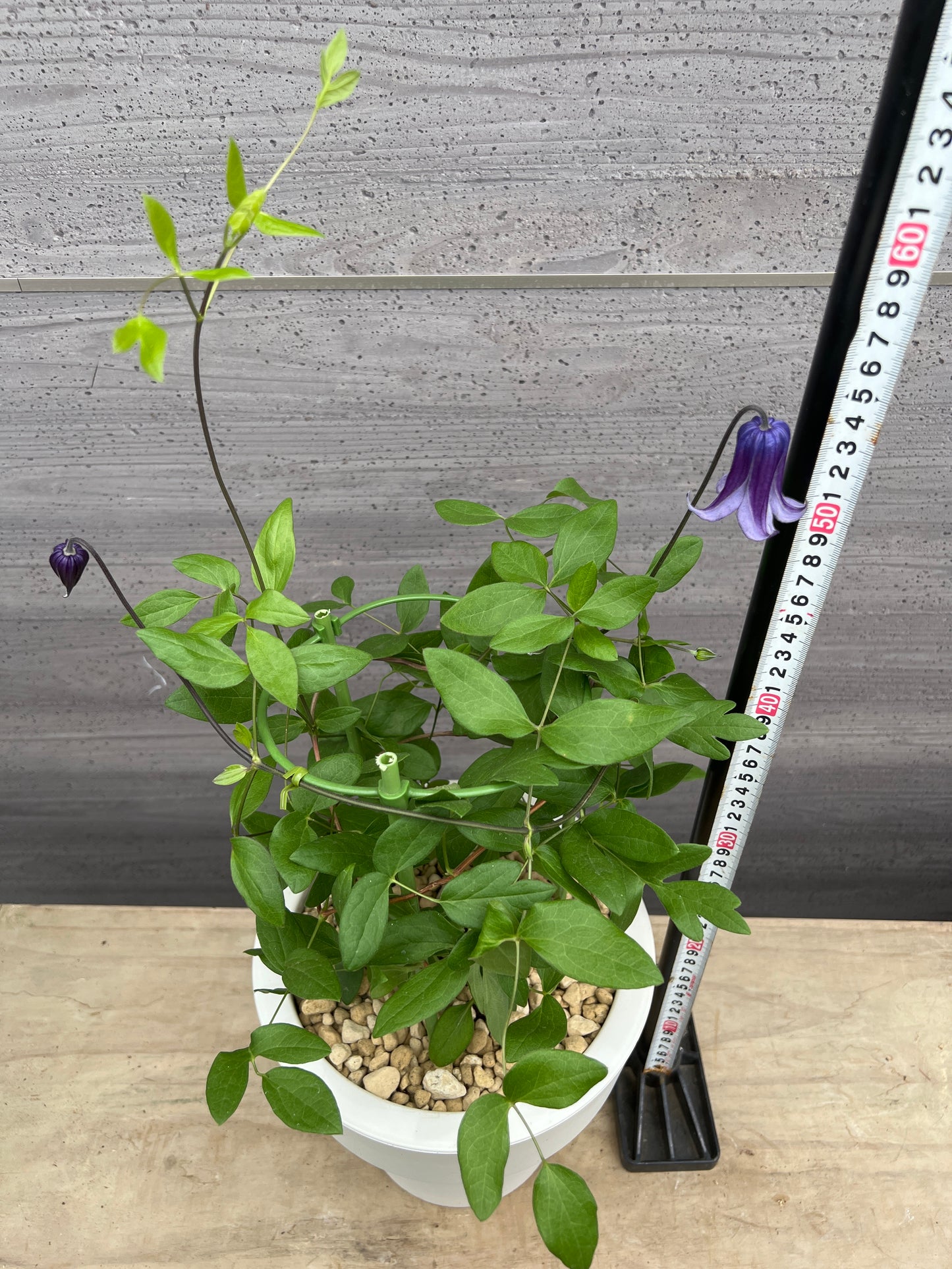 社長植栽★クレマチス　篭口　7号おすすめ白ポット